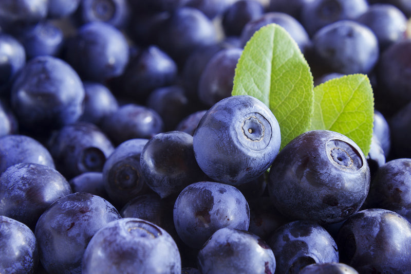 Bilberry Extract (Vaccinium myrtillus)