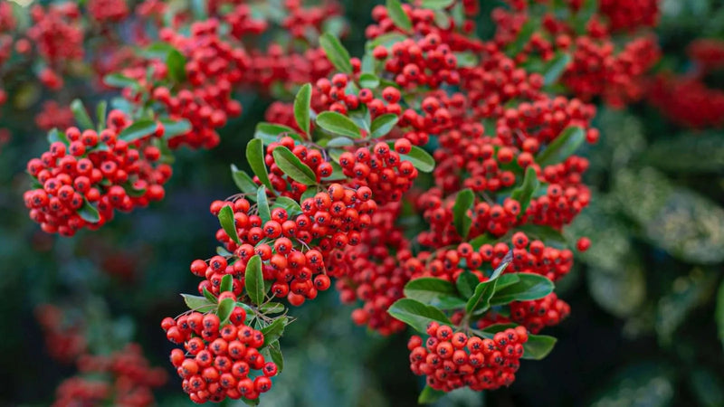 Natural Caffeine (Plant-Derived)