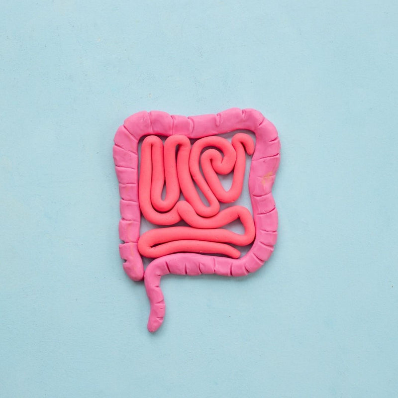 Gut-Metabolism Connection