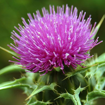 Milk Thistle Extract (Silymarin)